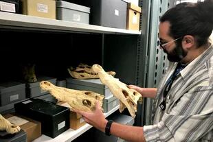 El investigador principal Caleb McMahan examina los cráneos de cocodrilo en las colecciones del Museo Field. La de su mano izquierda es C. novaguinea, y la de su derecha es la nueva especie denominada C. halli