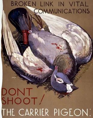Afiches como este le pedían a la gente que no mataran a las palomas pues podían interferir con comunicaciones vitales.
