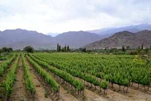 Cachi Inside vineyards.