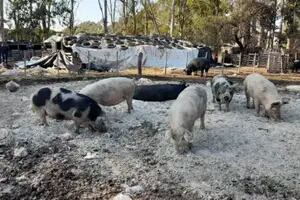 Sacrificarán más de 130 cerdos para evitar la propagación de casos de triquinosis