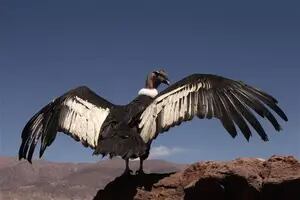 El cóndor andino, un ave longeva que ayuda a limpiar las montañas