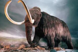 Los creadores de la startup Vow optaron por hacer carne cultivada de mamut porque es un animal que representa la pérdida de una especie terrestre producida por el cambio climático y es un buen disparador para que se converse sobre el tema del reemplazo de la carne tal como la conocemos hoy