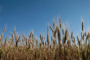 Clima, mercados y política: el cóctel que se prepara para el trigo