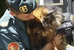 Ajax, el perro de la Guardia Civil española que frustró un atentado de ETA en Mallorca