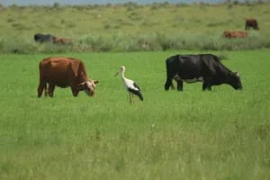 Con un encuentro en Santa Fe, promueven la ganadería en pastizales naturales