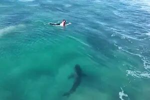 Participaban de una competencia de surf, un tiburón los rodeó y ni se dieron cuenta