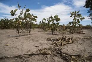 La soja, afectada por la falta de precipitaciones en Sanford, Santa Fe