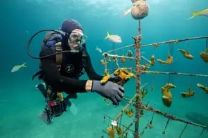 Una medida desesperada para salvar los corales: sacarlos del océano