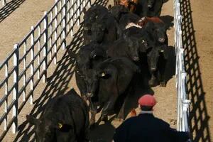 La sequía dejará consecuencias en la ganadería a corto, mediano y largo plazo