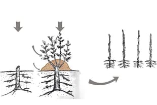 En invierno (primera figura a la izquierda), se corta la planta madre a nivel del suelo. En primavera (figura del medio), aparecen los brotes y se aporca tierra hasta la mitad. Las plantas obtenidas (tercera figura) habrán formado raíces según las condiciones en que se realizó el acodo.