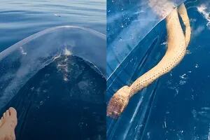 Iba en un kayak transparente y se pegó el susto de su vida con una serpiente