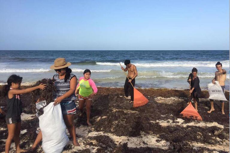 Los vecinos colaboran con la recolección de algas en las playas mexicanas