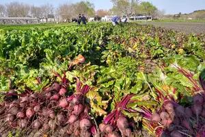 Huerta penitenciaria: cosecharon 130 kilos de verduras y los donaron