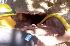 Bombera de Neuquén se metió dentro de una araucaria que se quemaba para evitar un incendio