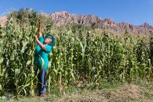 Doña Ramona con sus cultivos de maíz.