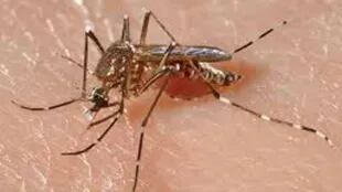 El mosquito Aedes aegypti