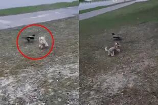 Una perrita se enfrentó a un cuervo y lo que sucedió terminó en un video viral