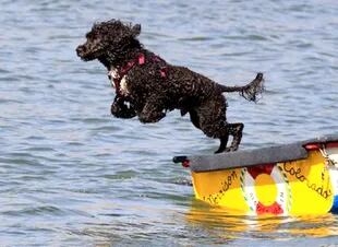 Los perros de agua portugueses son grandes nadadores (Foto: Captura de video)