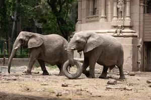 Ecoparque: las otras dos elefantas serán enviadas a un santuario de Brasil