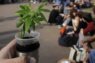 Uruguay legalizó la marihuana el 10 de diciembre pasado
