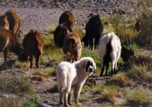 Los perros pastores son entrenados sobre la base de su instinto protector