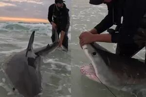 Encontró un tiburón blanco en Pensacola Beach, Florida, y advirtió: “Era aún más grande”