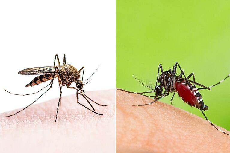 Mosquito Culex y Aedes aegypti