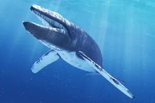 Cada subespecie de ballena azul tiene un canto particular