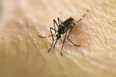 Dengue en la Ciudad: ya hay casi 6000 personas infectadas por el mosquito