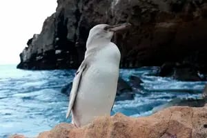 En fotos: el raro pingüino blanco que es sensación en las Islas Galápagos