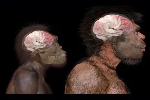 Comparación del tamaño del cerebro de Homo naledi (especie extinta) y Homo sapiens según fósiles hallados en Jebel Irhoud en Marruecos