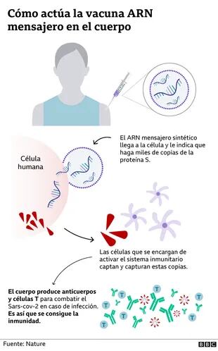 Así funciona la vacuna ARN mensajero 