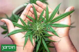 Cultivo casero de cannabis, secretos para una buena cosecha