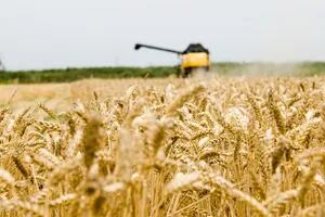 Indonesia aprobó el trigo transgénico desarrollado en la Argentina
