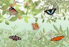 Qué plantas nativas tenés que cultivar en casa para lograr un jardín de mariposas