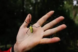La araña Joro puede llegar a medir tanto como la palma de una mano Crédito: Captura de video)