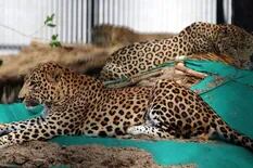 La modelo que fue atacada por un leopardo en plena sesión de fotos