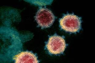 Estudios realizados hasta el momento sugieren que el coronavirus, efectivamente, parece muy similar al SARS y puede persistir en el entorno de las personas durante algunas horas o hasta varios días