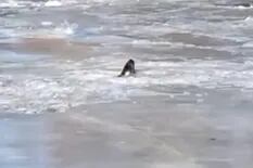 Padre e hijo grabaron el momento en que un lobo marino queda atrapado por una capa de hielo en el río Chubut
