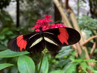 Las mariposas se muestran cercanas en el mariposario del Parque Temático de la Cruz