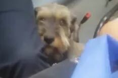 Video: un perro corrió detrás de la ambulancia donde iba su humano herido