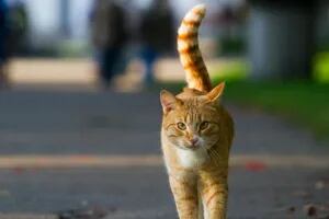 En qué consiste el curioso método japonés para encontrar gatos perdidos
