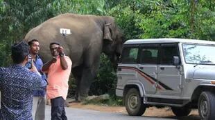 Muchos turistas se acercan al pueblo solo para ver al elefante