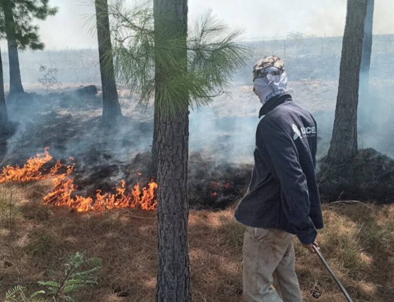 En Tapebicuá, cerca de la localidad fronteriza de Paso de los Libres, las llamas incontrolables hicieron mella más de 600 hectáreas de campos, montes y plantaciones