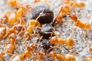Las feromonas de la hormiga reina inhiben la actividad reproductora del resto de las hormigas pero no de las "obreras".