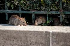 Con la cuarentena, las ratas salen a buscar comida y aparecen en las casas