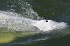 La dura batalla por salvar a una ballena beluga extraviada y hambrienta en el río Sena