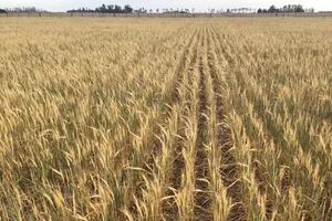 En la principal región el trigo tendrá la peor campaña en 12 años y habrá fuertes quebrantos