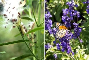 Estas 10 plantas son la clave para convertir tu jardín en un refugio para  mariposas - LA NACION