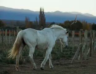 Un caballo en el viñedo de Cheval des Andes, en Mendoza